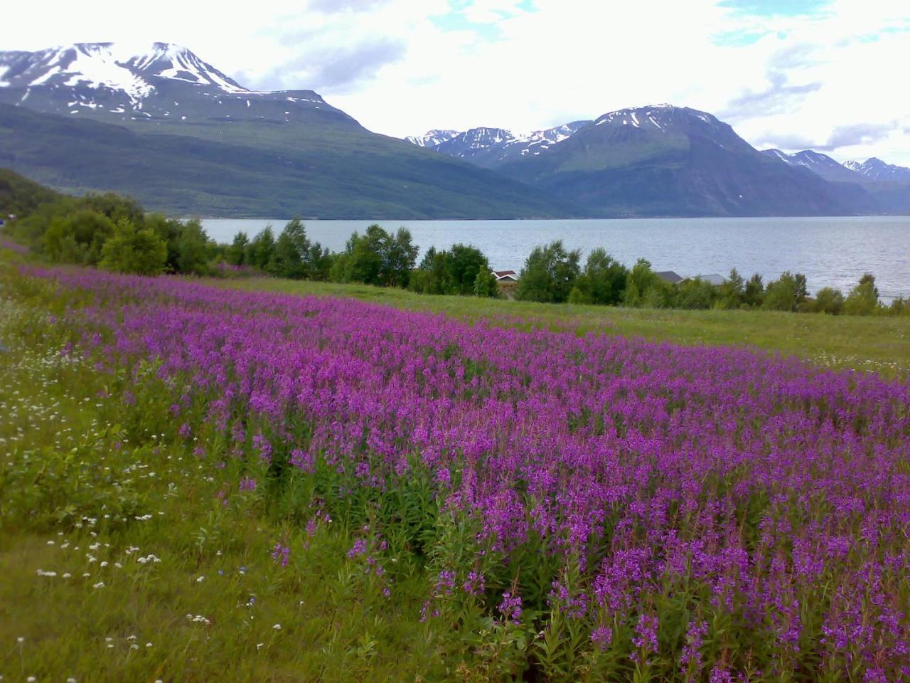 Guesthouse Haltinmaa Kilpisjärvi Exteriér fotografie